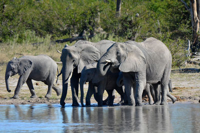 African elephants at the watering hole