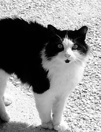 Close-up portrait of cat sitting outdoors