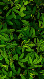 Full frame shot of green leaves