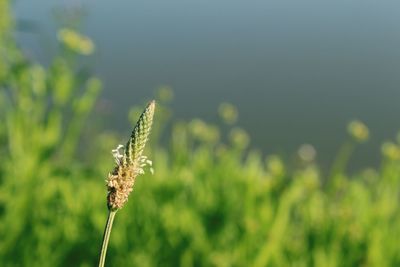 Close-up of flowering plant on field