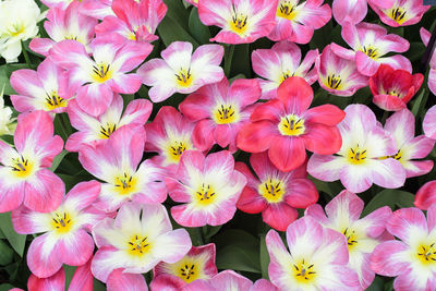 Full frame shot of pink flowers