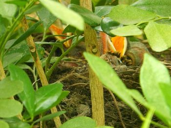 Close-up of snake on field