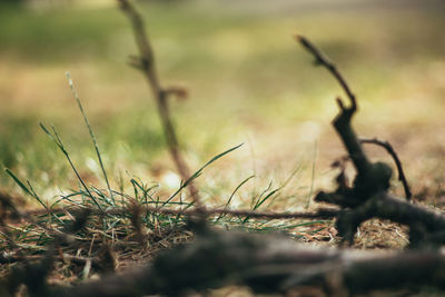 Close-up of dry grass on field