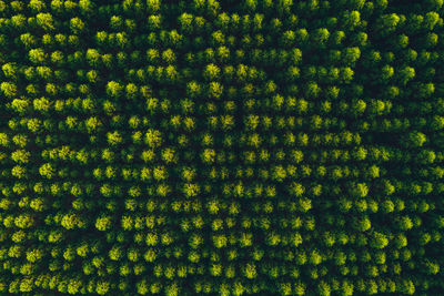 Full frame shot of trees in forest