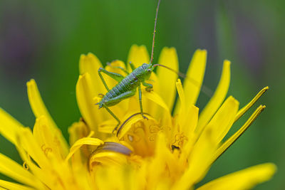 Close-up of insect on yellow flower