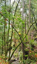 Trees growing in forest