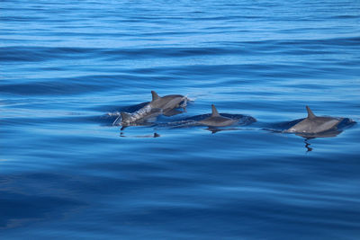 Four dolphin fins emerging from the deep waters of the indian ocean in mauritius, africa.