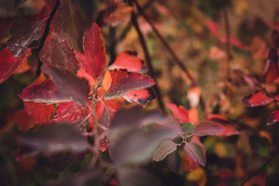 Close-up of red leaves on plant during autumn