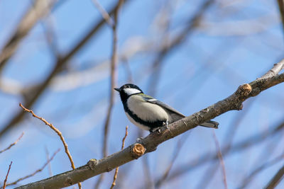 Low angle view of bird perching on branch against sky