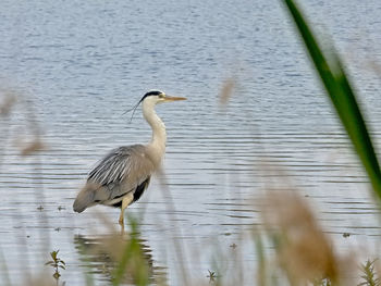 View of heron in lake