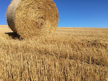 Hay bales in wheat field against clear sky