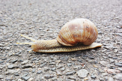 Close-up of snail on road