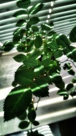 Close-up of potted plant