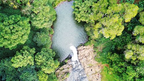 High angle view of plants growing on land