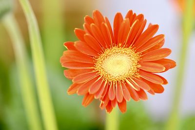 Close-up of orange flower