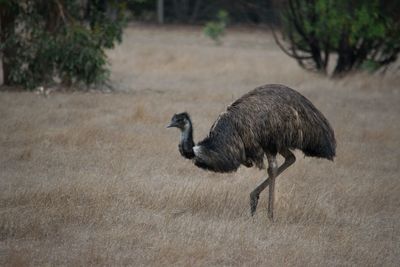 Side view of a emu walking on field