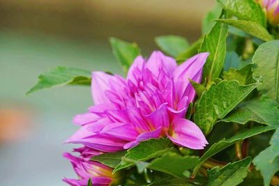 Close-up of pink flowers