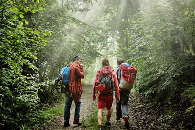 Back view of company of male mountaineers with climbing equipment and backpacks walking along path in woods