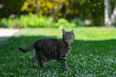 Cat looking away on field