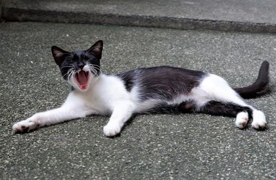 Portrait of cat lying down on street