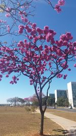 Flower tree against sky in city