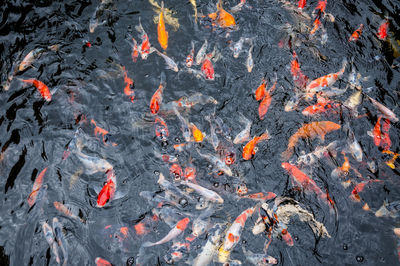 High angle view of koi carps swimming in pond