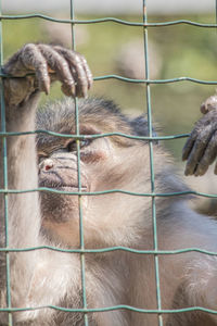 Close-up of monkey in cage