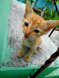 Close-up portrait of cat