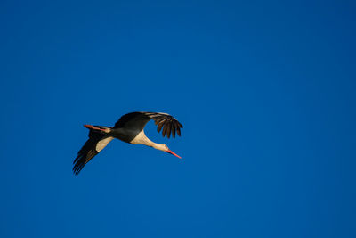 Low angle view of bird flying against clear blue sky