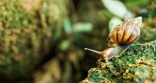 Close-up of snail on rock