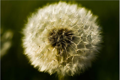 Close-up of dandelion