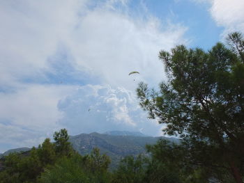 Low angle view of bird flying in sky