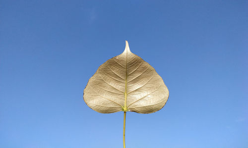 Low angle view of plant against clear blue sky