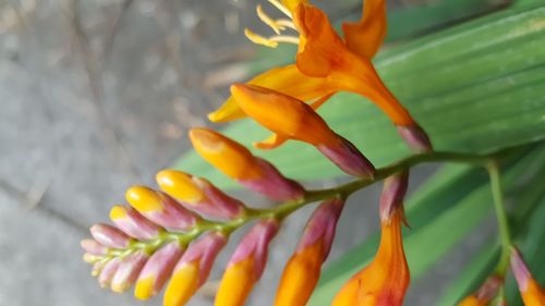 Close-up of yellow flowering plant