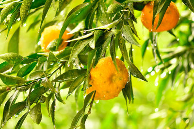 Close-up of fruit growing on tree