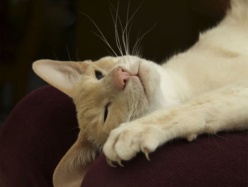 Close-up of cat lying on sofa