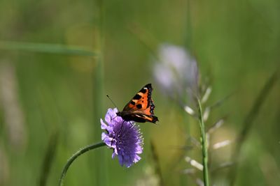 Butterfly pollinating on purple flower