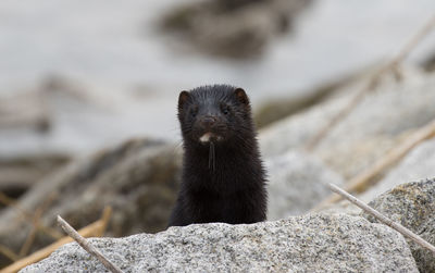 American ferret.