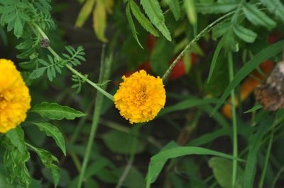 Close-up of yellow marigold flower