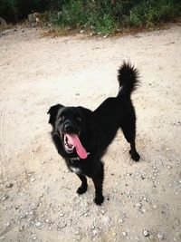 Portrait of black dog sticking out tongue