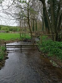 View of river in forest