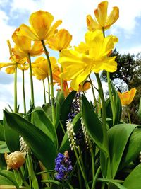 Close-up of fresh yellow flowering plant against sky