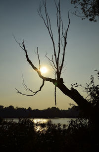 Silhouette tree against sky during sunset