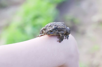 Close-up of frog