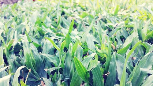 Full frame shot of green leaves on field