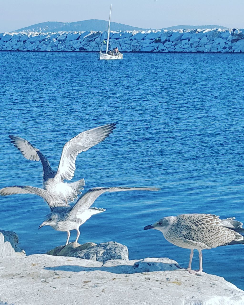 water, animals in the wild, bird, sea, animal themes, spread wings, day, animal wildlife, seagull, nature, flying, no people, outdoors, beauty in nature, swan, sky