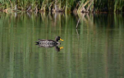 Yellow-billed duck on a mission swimming in the lake