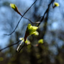 Close-up of green leaves on branch