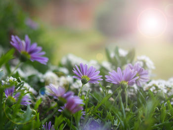 Close-up of purple flowering plants on field