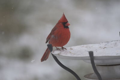 Bird perching on a feeder